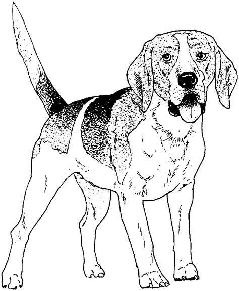 Beagle coloring pages - 4 Printable Coloring Sheets. Beagle Puppies in Tropical Garden. Floral Coloring Sheets. Coloring for Adults and 1 coloring page for kids. $3.95. 2 K-9 Police Coloring Sheets Instant Download. Bulldog, French Bulldog, American Bulldog, Basset Hound, Beagle, Bloodhound. Dog Coloring. 